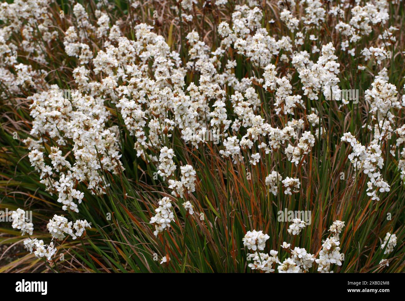 Neuseeland Satin Flower, Snowy Mermaid oder Chilenische Iris, Libertia chilensis, Iridaceae. Chile, Südamerika. Libertia chilensis, Libertia formosa Stockfoto