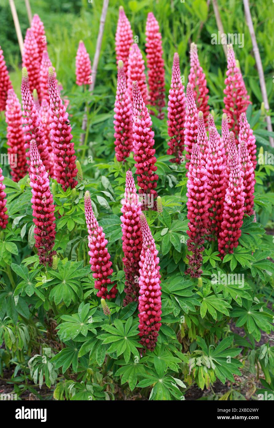 Eine rote Kultursorte der großblättrigen Lupine, großblättrigen Lupine, mehrblättrigen Lupine, blauen Schoten Lupine oder Garten Lupine, Fabaceae. Nordamerika. Stockfoto