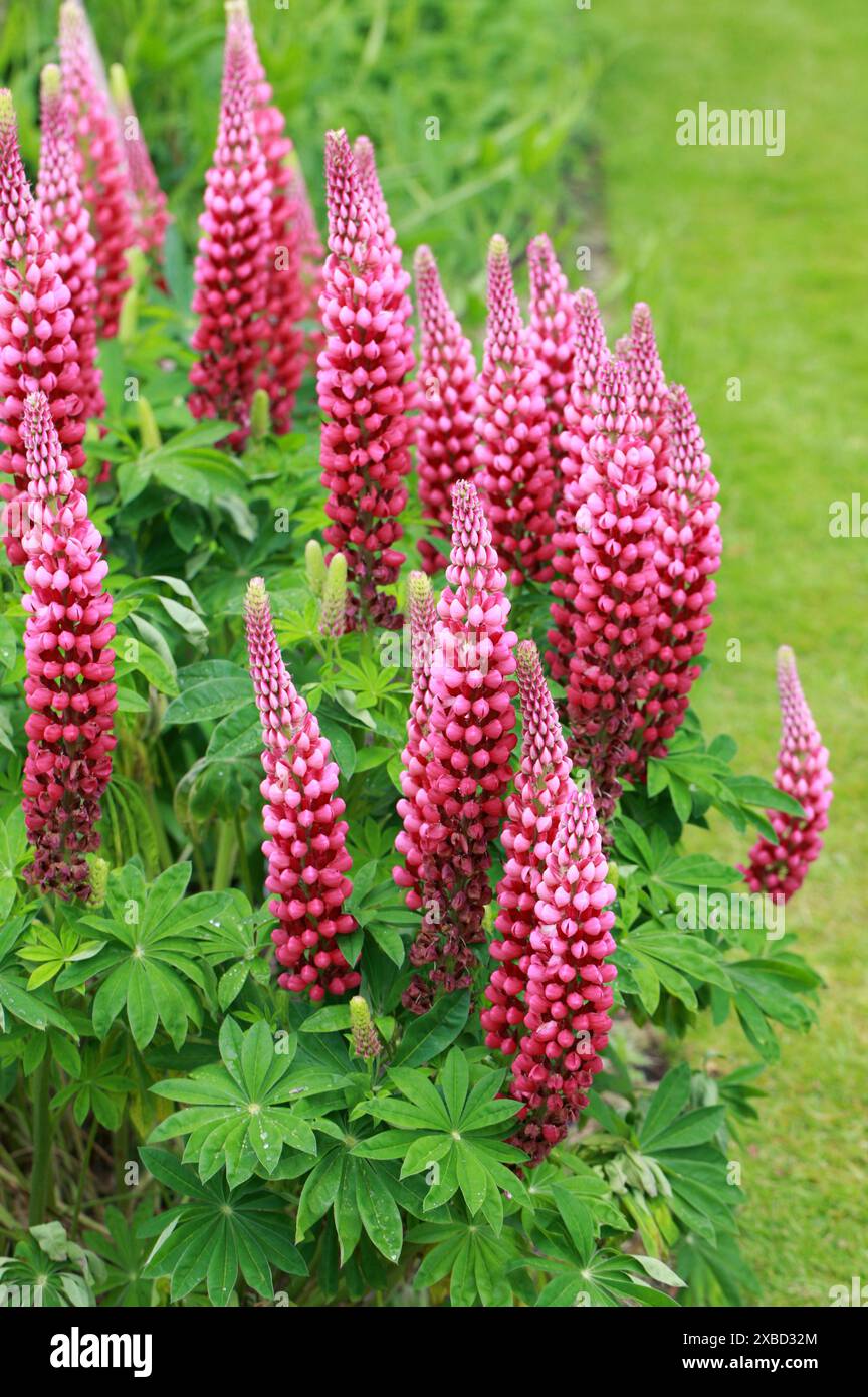 Eine rote Kultursorte der großblättrigen Lupine, großblättrigen Lupine, mehrblättrigen Lupine, blauen Schoten Lupine oder Garten Lupine, Fabaceae. Nordamerika. Stockfoto