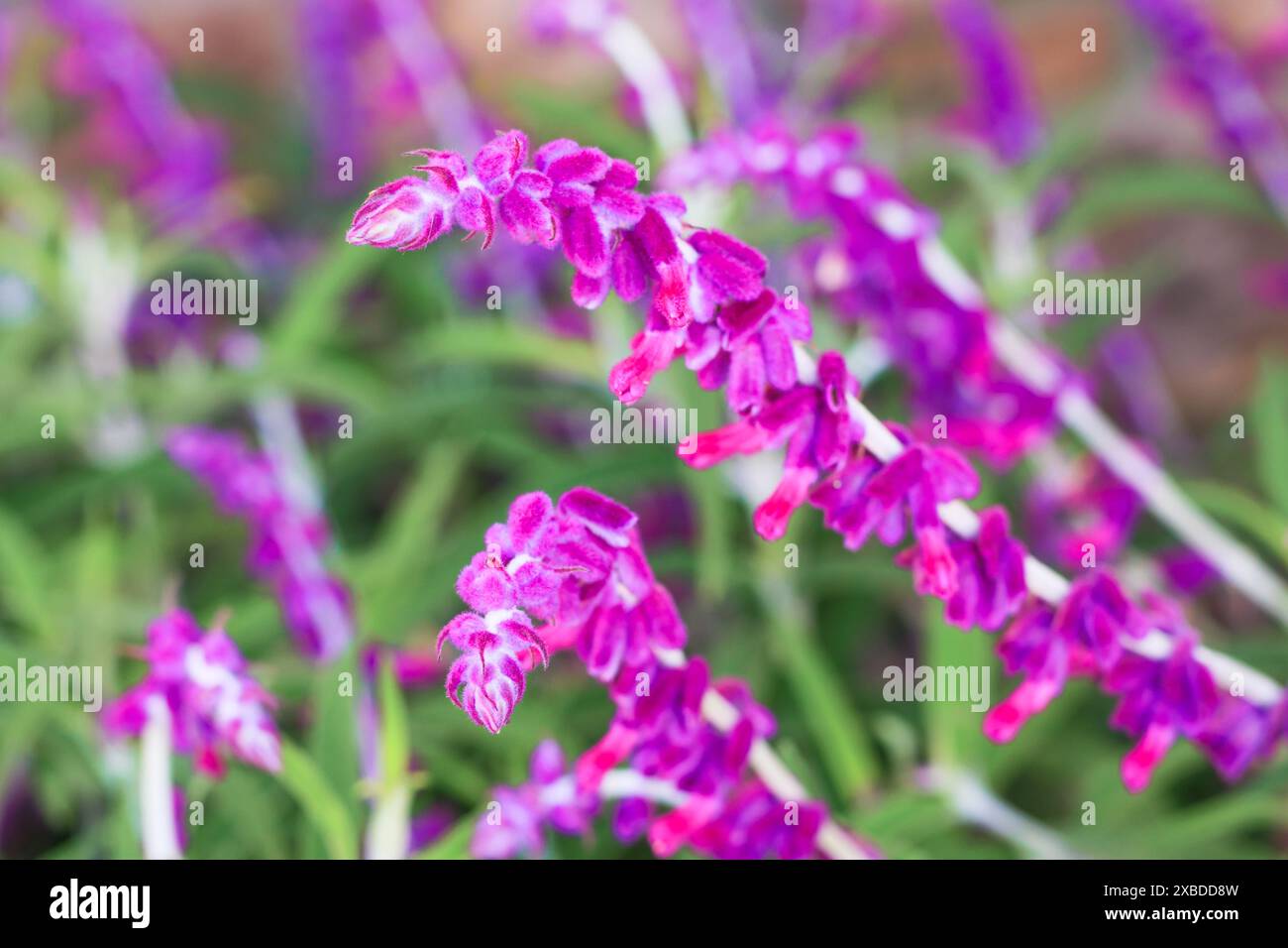 Bunte mexikanische Salbeiblumen in voller Blüte im Stadtpark. Salvia leucantha (Amethyst Salbei) Blüten Stockfoto