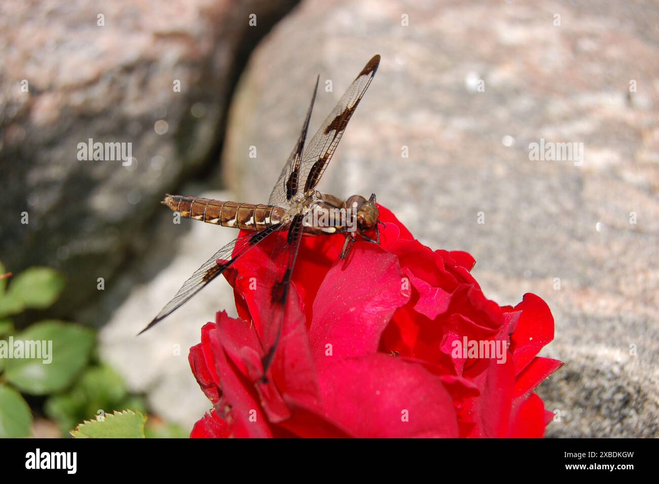 Eine Libelle ruht auf einer roten Rose in einem Garten an einem schönen Sommertag. Stockfoto