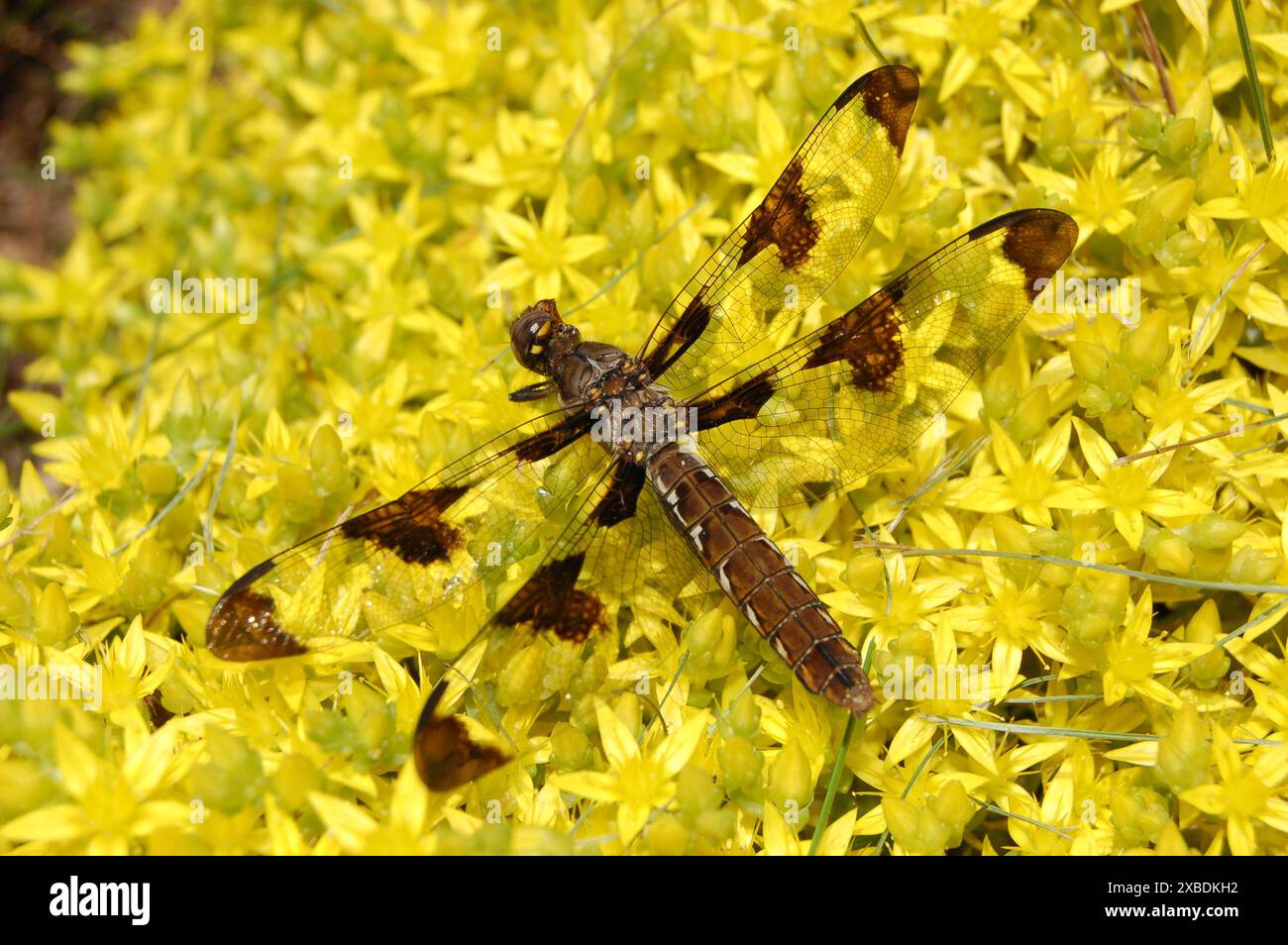 Eine Libelle ruht an einem schönen Sommertag auf einem Bett aus gelben Blumen in einem Garten. Stockfoto