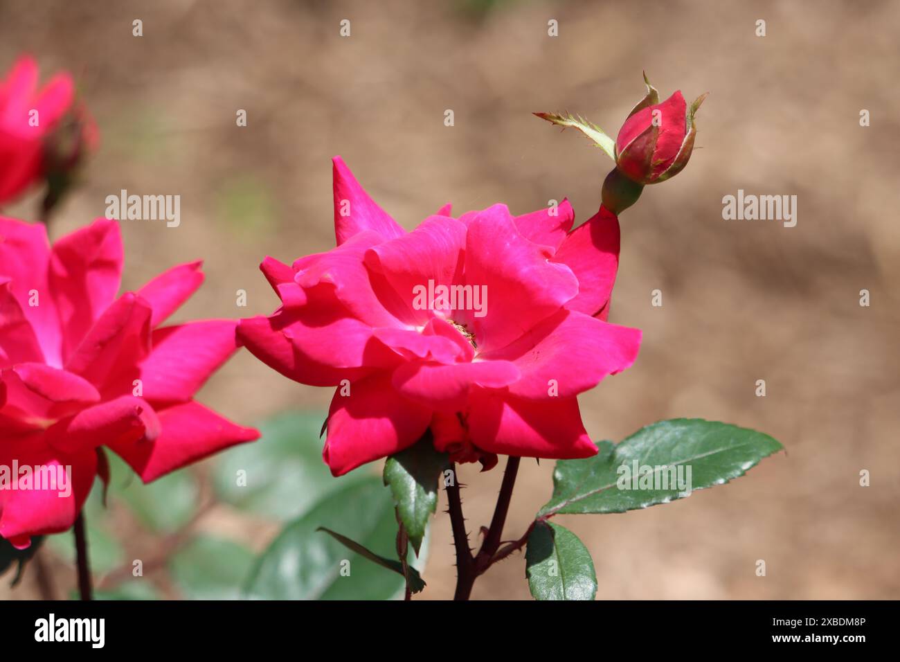 Rosen blühen in der Frühlingssonne Stockfoto