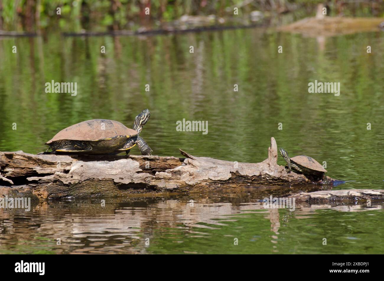 Eastern River Cooters, Pseudemys concinna concinna, auf Baumstämmen Stockfoto