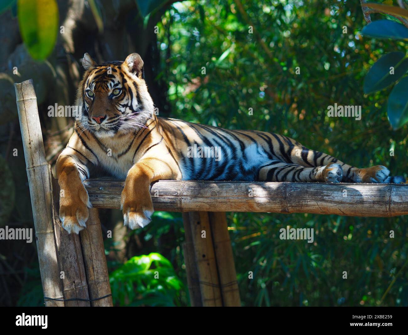Herrlicher atemberaubender Sumatra-Tiger in exquisiter Schönheit. Stockfoto