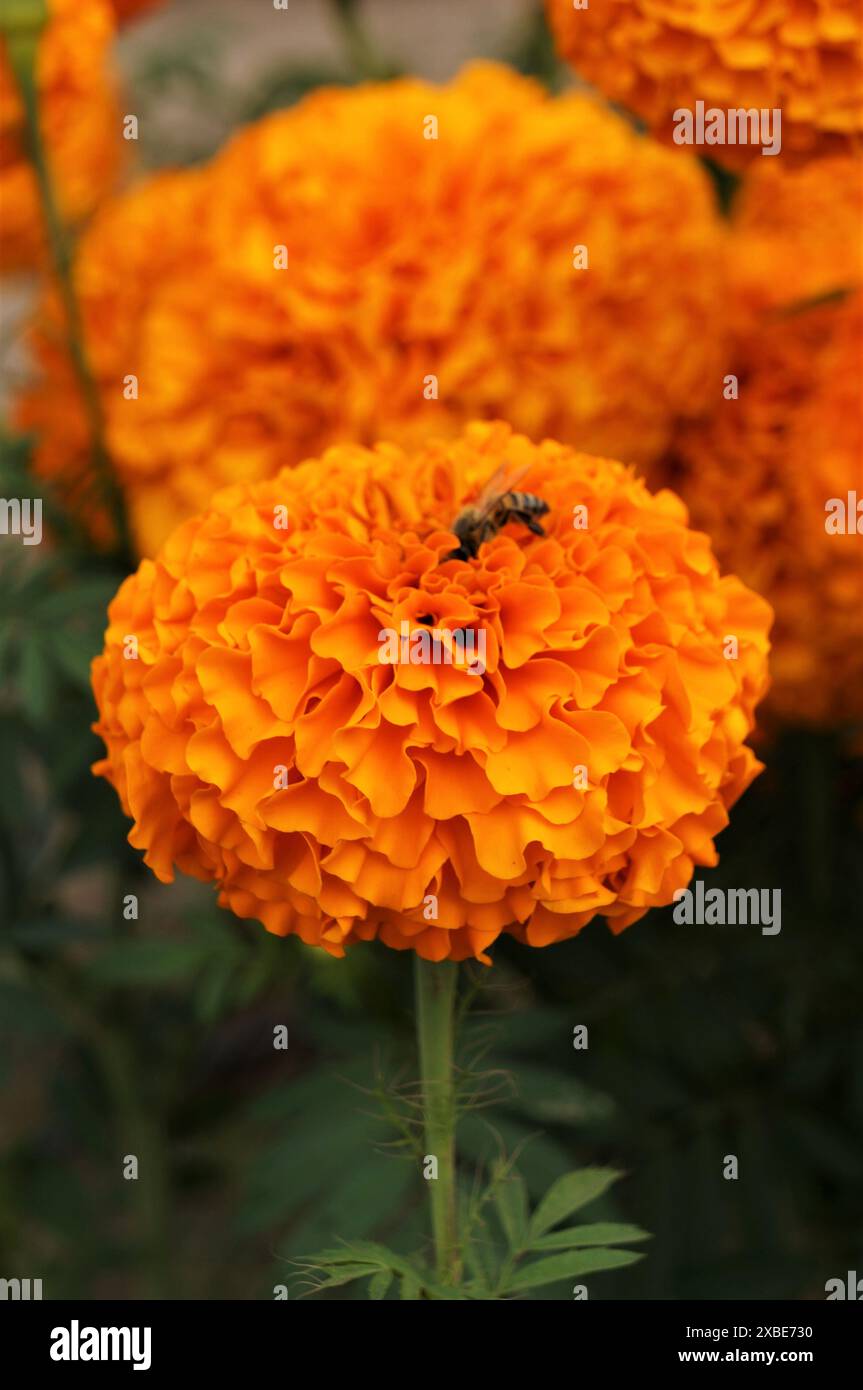 Biene auf mexikanischer Ringelblume Stockfoto