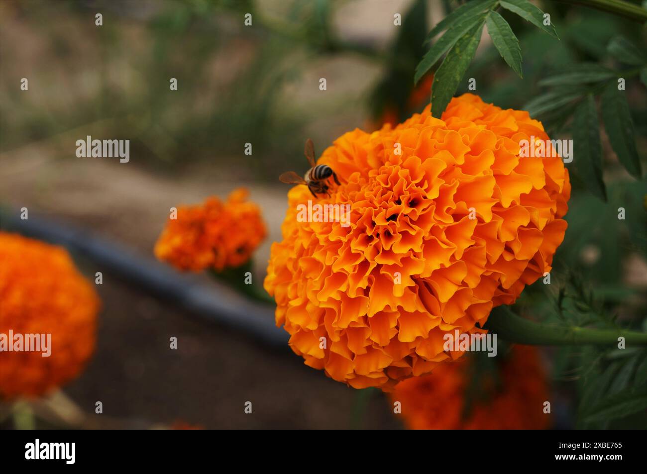 Biene auf mexikanischer Ringelblume Stockfoto