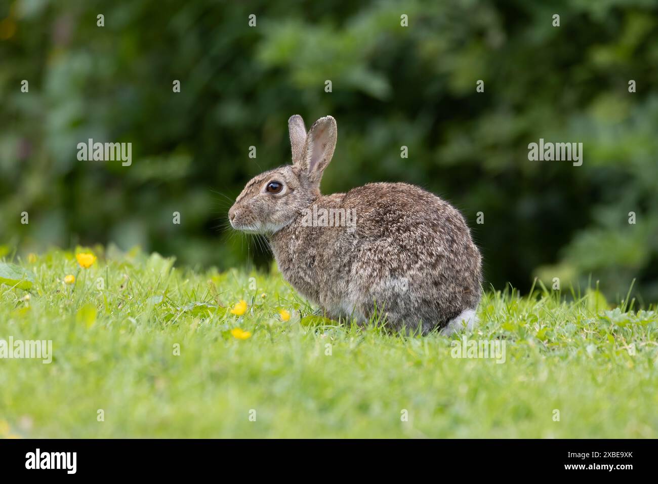 Ein Nahporträt eines wilden Kaninchens, der mit den Ohren oben auf dem Gras sitzt. Stockfoto