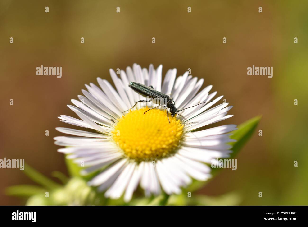 Ein männlicher dickbeiniger Blumenkäfer, Oedemera Nobilis, wurde im Juni auf einer Ochsenaugen-Gänseblümchenblüte gesehen. Hochwertige Fotos Stockfoto