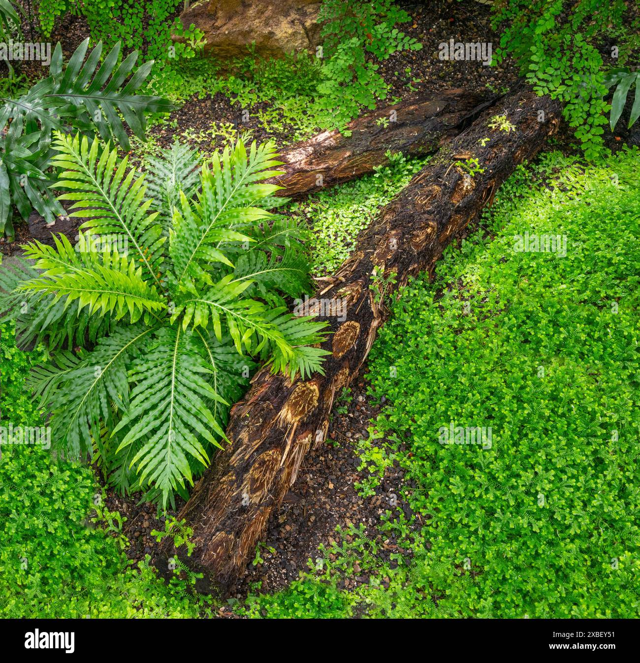Blechnum gibbum, die Silberdame oder Zwergfarn (Blechnaceae, Kulturform) genannt wird, ist ein ‚harter Farn‘ der Gattung Blechnum in der Familie der Blechnaceae. Stockfoto