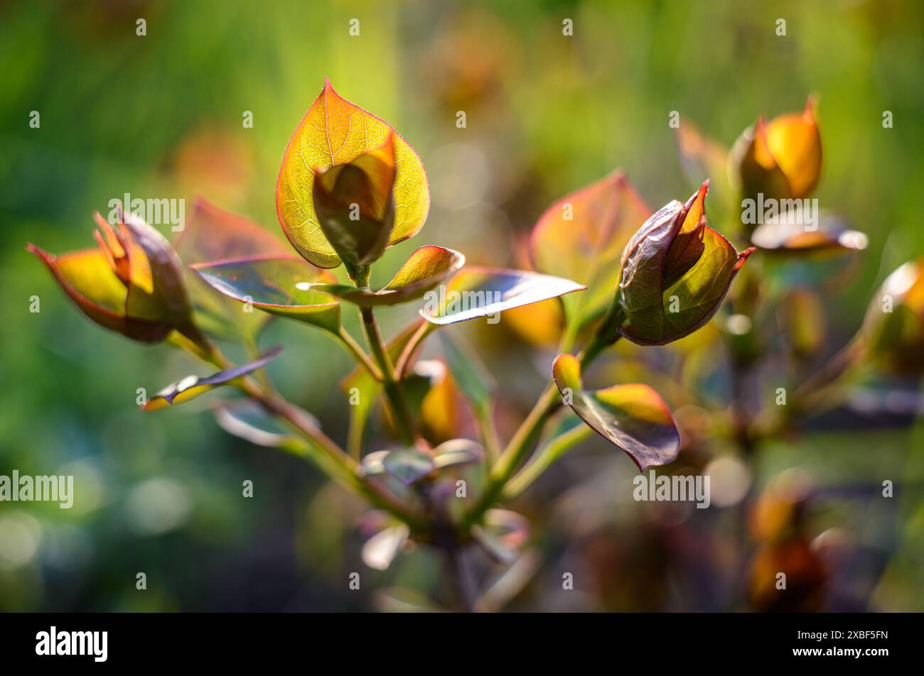 Junger Schuss einer Pflanze. Neues Leben - konzeptionelles Foto. Stockfoto
