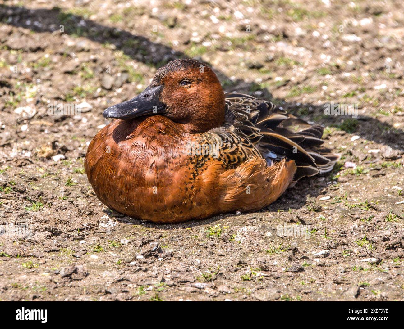Zimt/Petrol Stockfoto