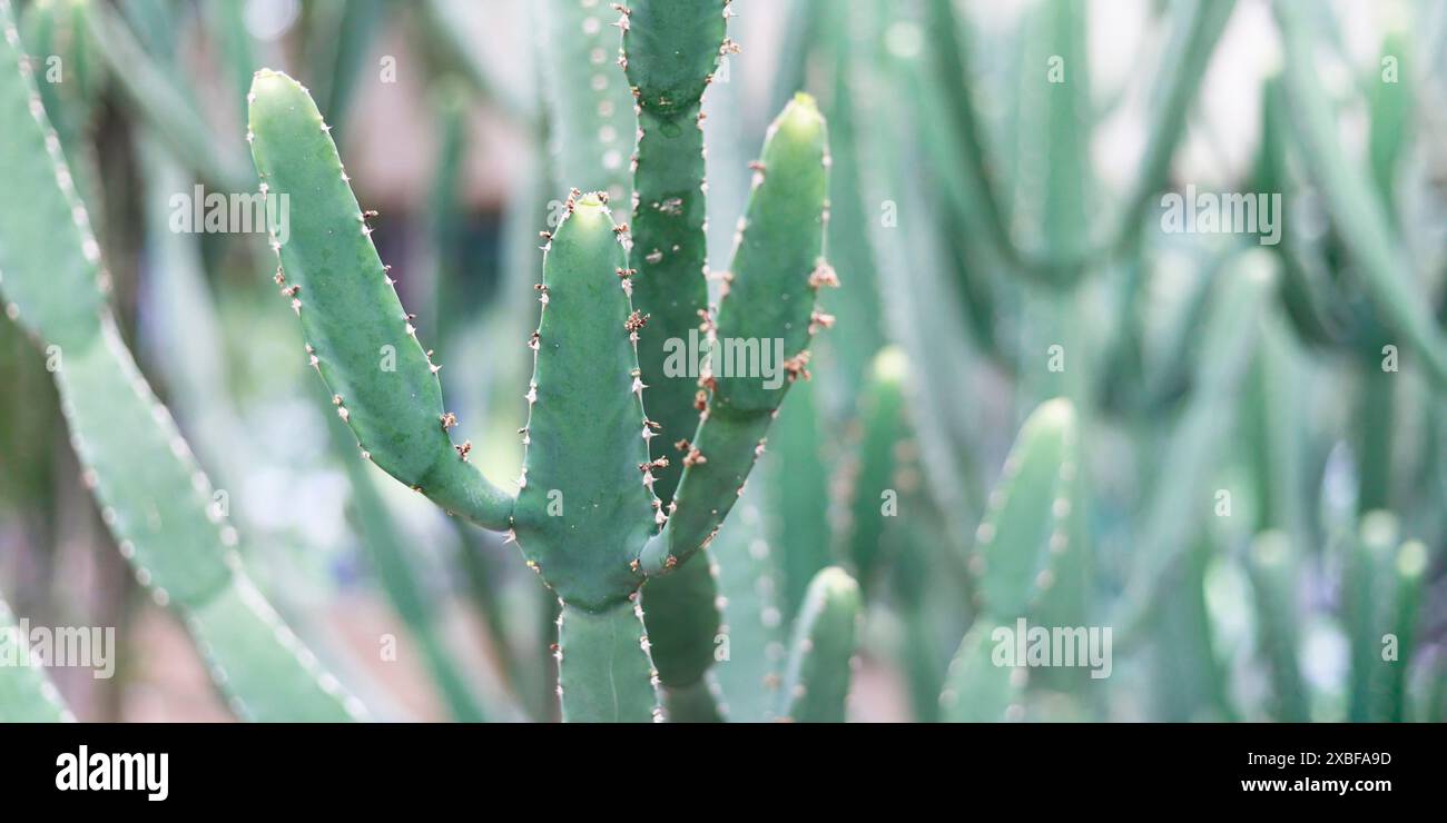 NAHAUFNAHME VON CACTUS Euphorbia ingens „Candelabra Tree“ Stockfoto