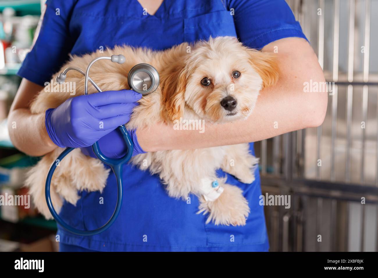 Tierarzt mit Hund und Stetoskop in einer Tierklinik, Betreuung kranker Tiere, professionelle Tierklinik Stockfoto