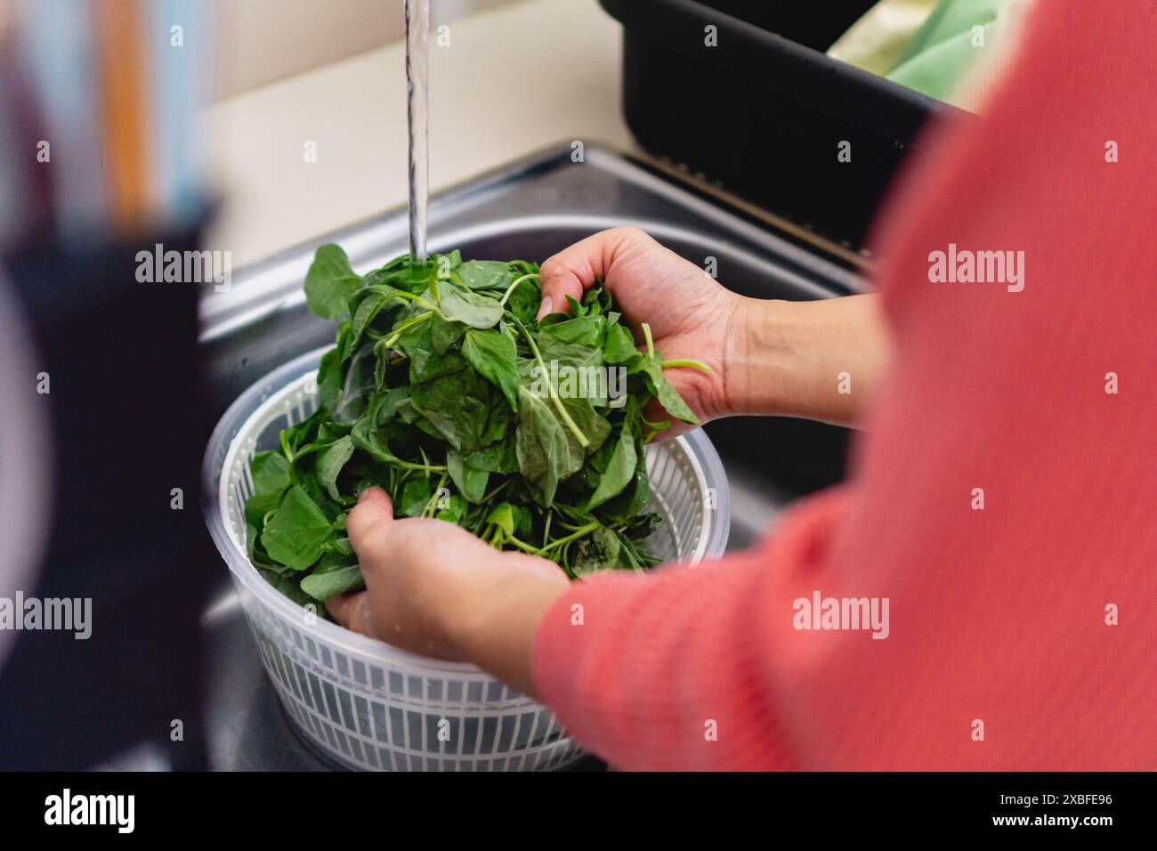 Person, die Spinatblätter wäscht, Frauenhand, Hausmannskochkonzept Stockfoto