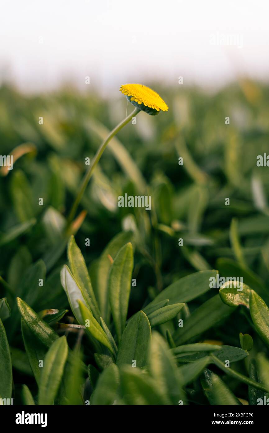 Gelbe Blume. Stockfoto