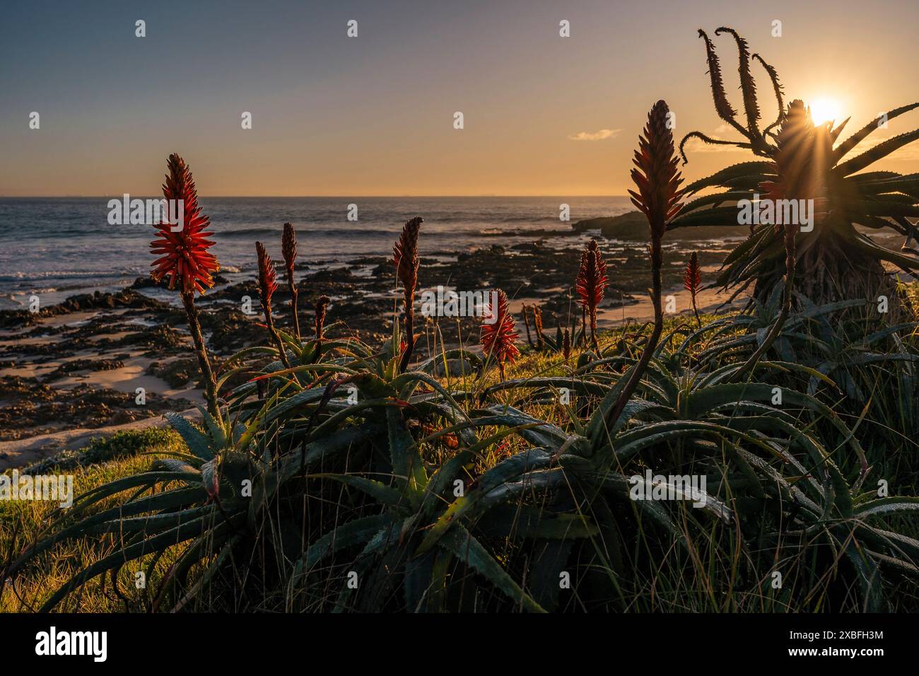 Pollok Beach, Gqeberha, Südafrika. Stockfoto