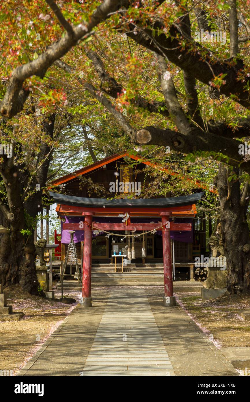 Ein ruhiger Blick auf einen traditionellen japanischen Schrein mit einem Torii-Tor, umgeben von Bäumen und Blüten. Stockfoto