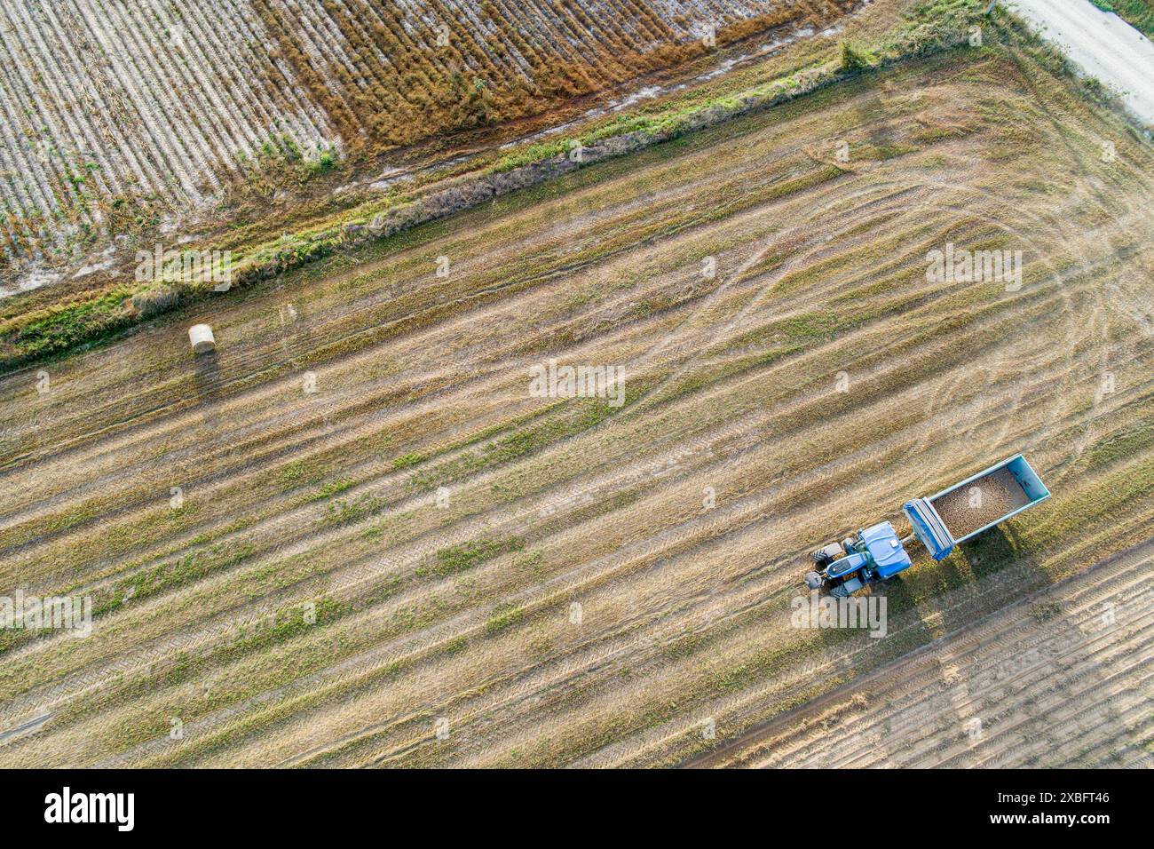 Ein Traktor mit einem Anhänger mit Kartoffeln in der Kartoffelernte, aus der Vogelperspektive mit Drohne Stockfoto