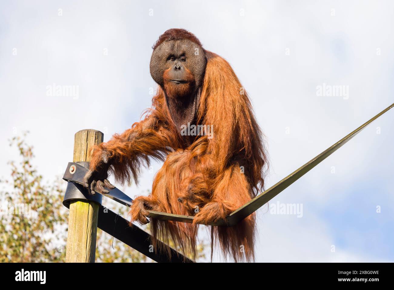 Adultes weibliches Orang-Utan (Pongo pygmaeus) in Gefangenschaft in einem Zoo, Großbritannien Stockfoto