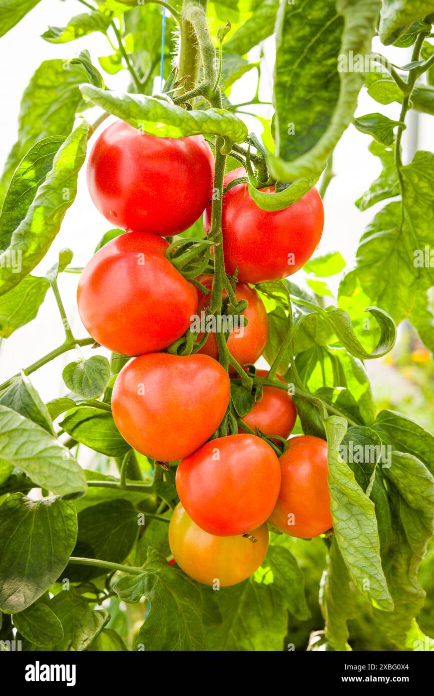 Reife rote Tomaten, die auf einer Tomatenpflanze in einem Gewächshaus in Großbritannien wachsen Stockfoto