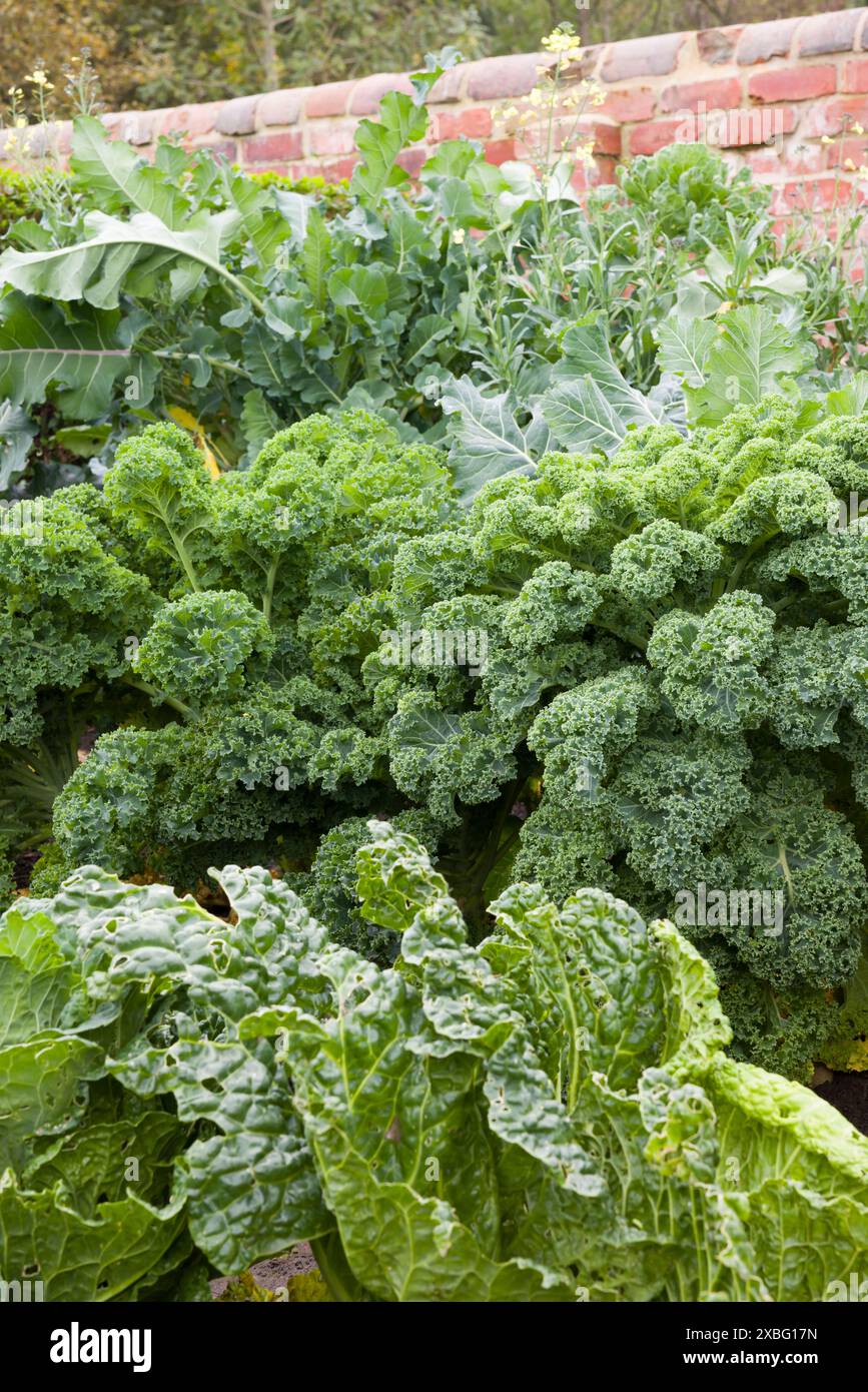 Grünkohl und Grünkohl. Brassicas (Brassica oleracea), die im Herbst in einem Gemüsebeet in einem britischen Garten wachsen Stockfoto