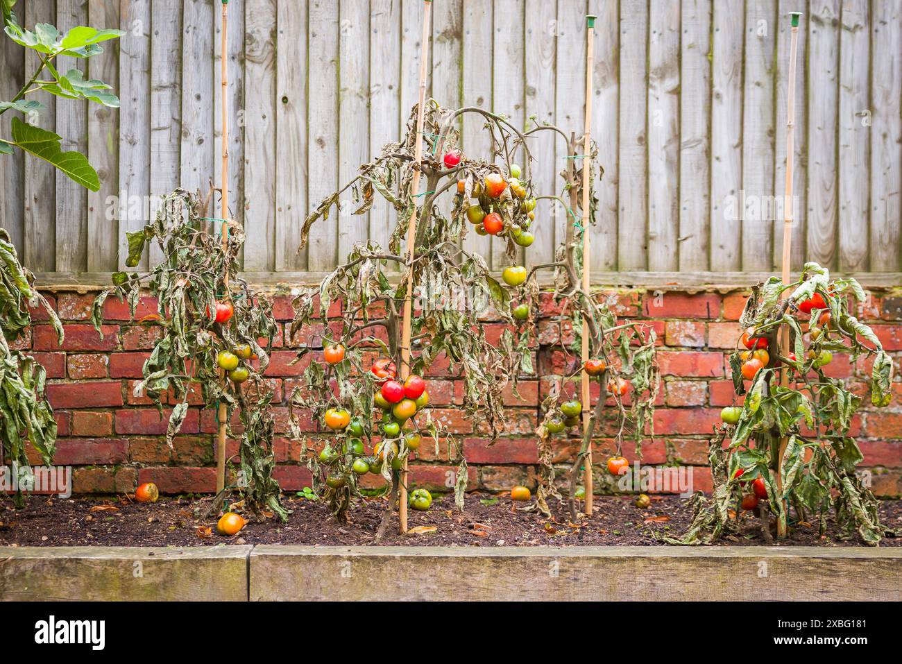 Rebtomatenpflanzen, die von der Fäule verwelkt sind, wachsen in einem britischen Garten Stockfoto