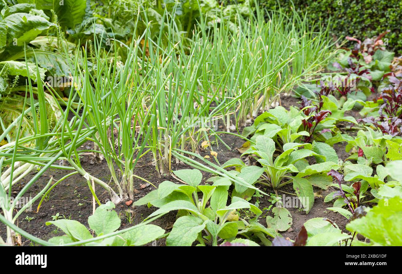 Zwiebeln und anderes Gemüse, das in Reihen in einem Kleingarten oder Gemüsegarten wächst, Vereinigtes Königreich Stockfoto