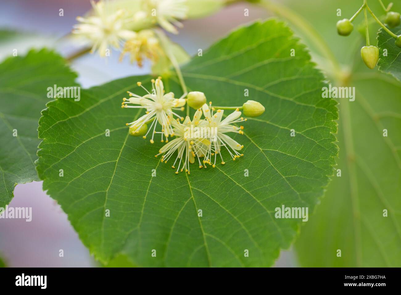 Linden, Lindenblüte mit grünen Blättern auf einem Baum im Sommer Stockfoto