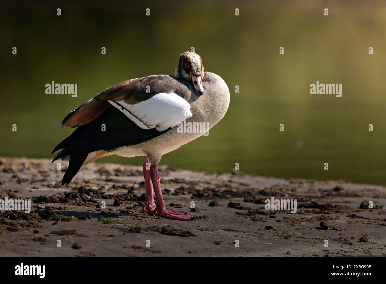 Eine ägyptische Gans, die am Ufer steht, mit einem verschwommenen Wasserhintergrund in natürlichem Licht. Stockfoto