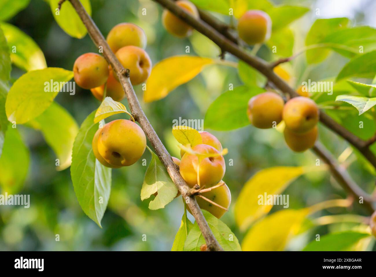 Krabbenbaum voller grüner Apfelfrüchte. Malus baccata. Stockfoto