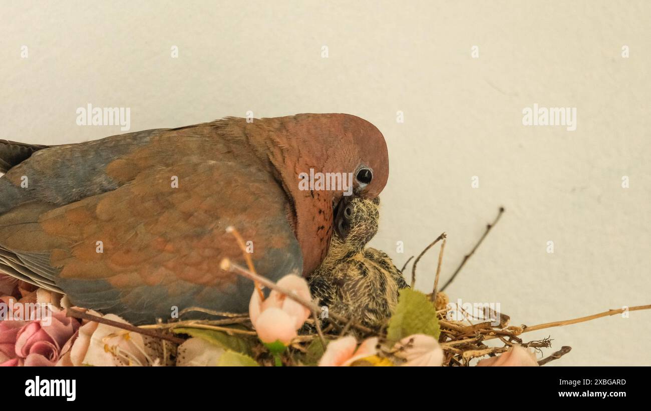 Eine Nahaufnahme einer Taube, die ihr Küken von Mund zu Mund im Nest füttert, zeigt die intime und pflegende Bindung zwischen dem Elternteil und seinen Jungen. Stockfoto
