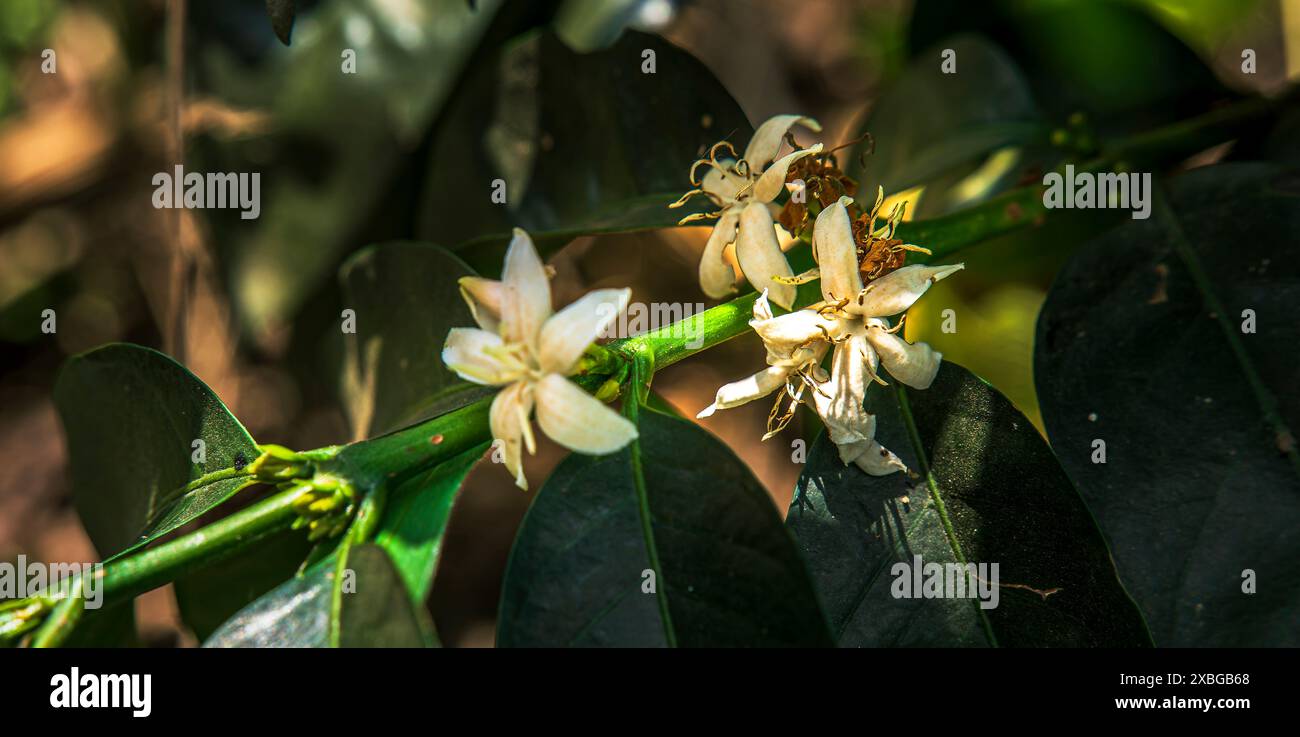 Coffee Plantation, Quindio, Kolumbien Stockfoto