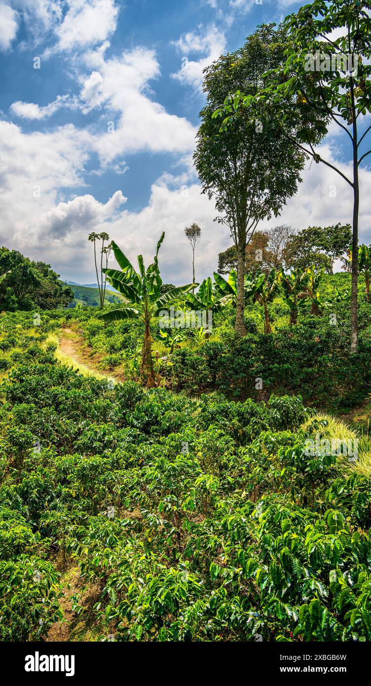 Coffee Plantation, Quindio, Kolumbien Stockfoto