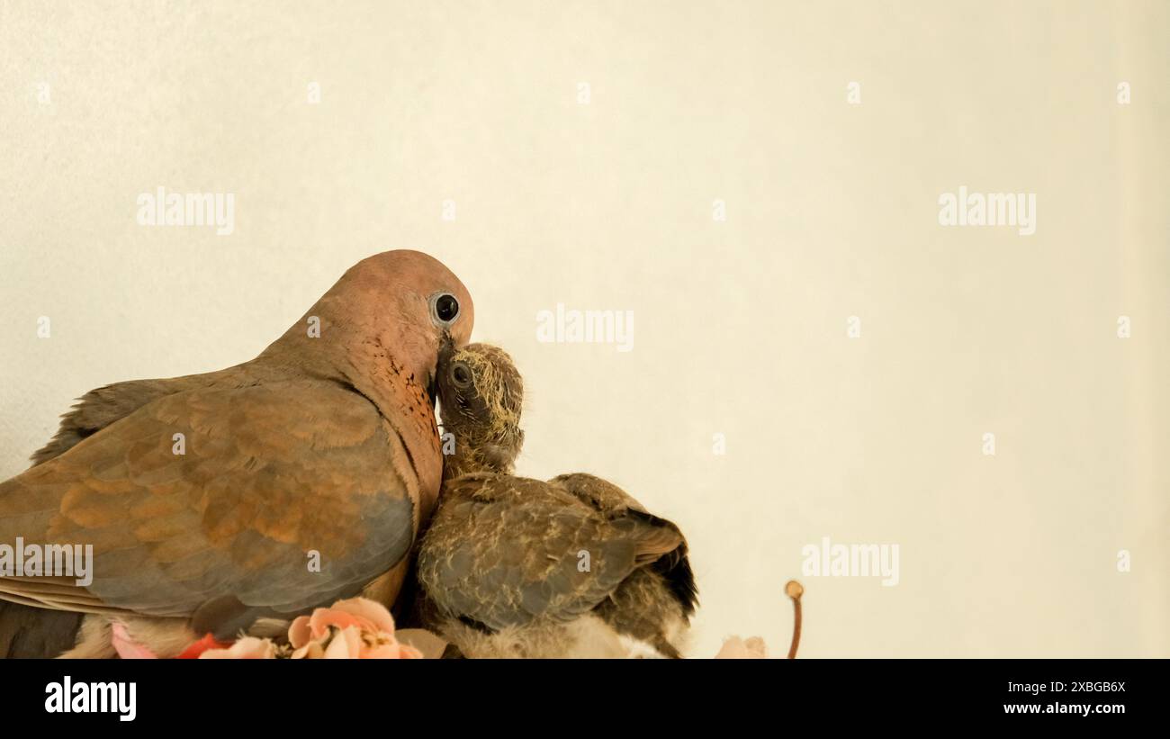 Eine Nahaufnahme einer Taube, die ihr Küken von Mund zu Mund im Nest füttert, zeigt die intime und pflegende Bindung zwischen dem Elternteil und seinen Jungen. Stockfoto