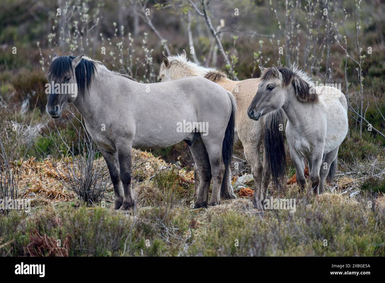 Konik, Wildpferd, zwei Fohlen spielen, Schliffkopf, Nationalpark Schwarzwald, Deutschland, Europa, ADDITIONAL-RIGHTS-CLEARANCE-INFO-NOT-AVAILABLE Stockfoto