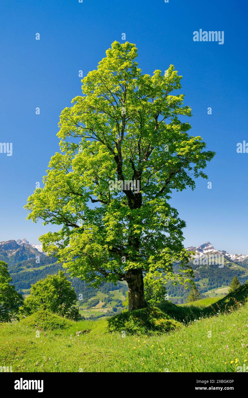 Botanik, freie Platane in der Bergquelle, KEINE EXKLUSIVE VERWENDUNG FÜR FALTKARTEN-GRUSSKARTEN-POSTKARTEN-NUTZUNG Stockfoto