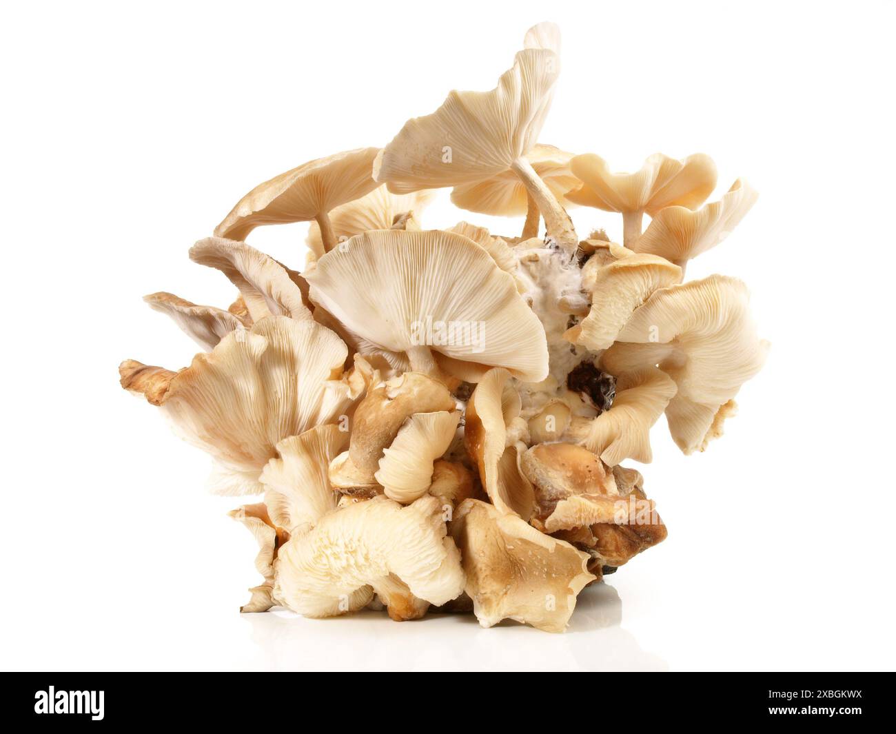 Shiitake Pilze auf weißem Hintergrund Stockfoto