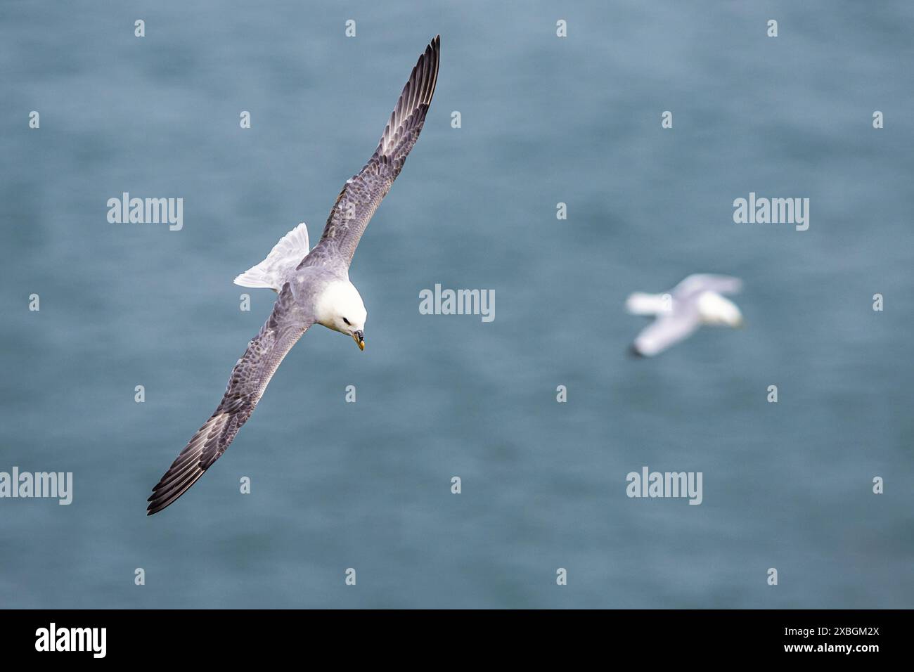 Northern Fulmar, Fulmarus glazialis, Vogel im Flug über Meer und Klippen, Bempton Cliffs, North Yorkshire, England Stockfoto