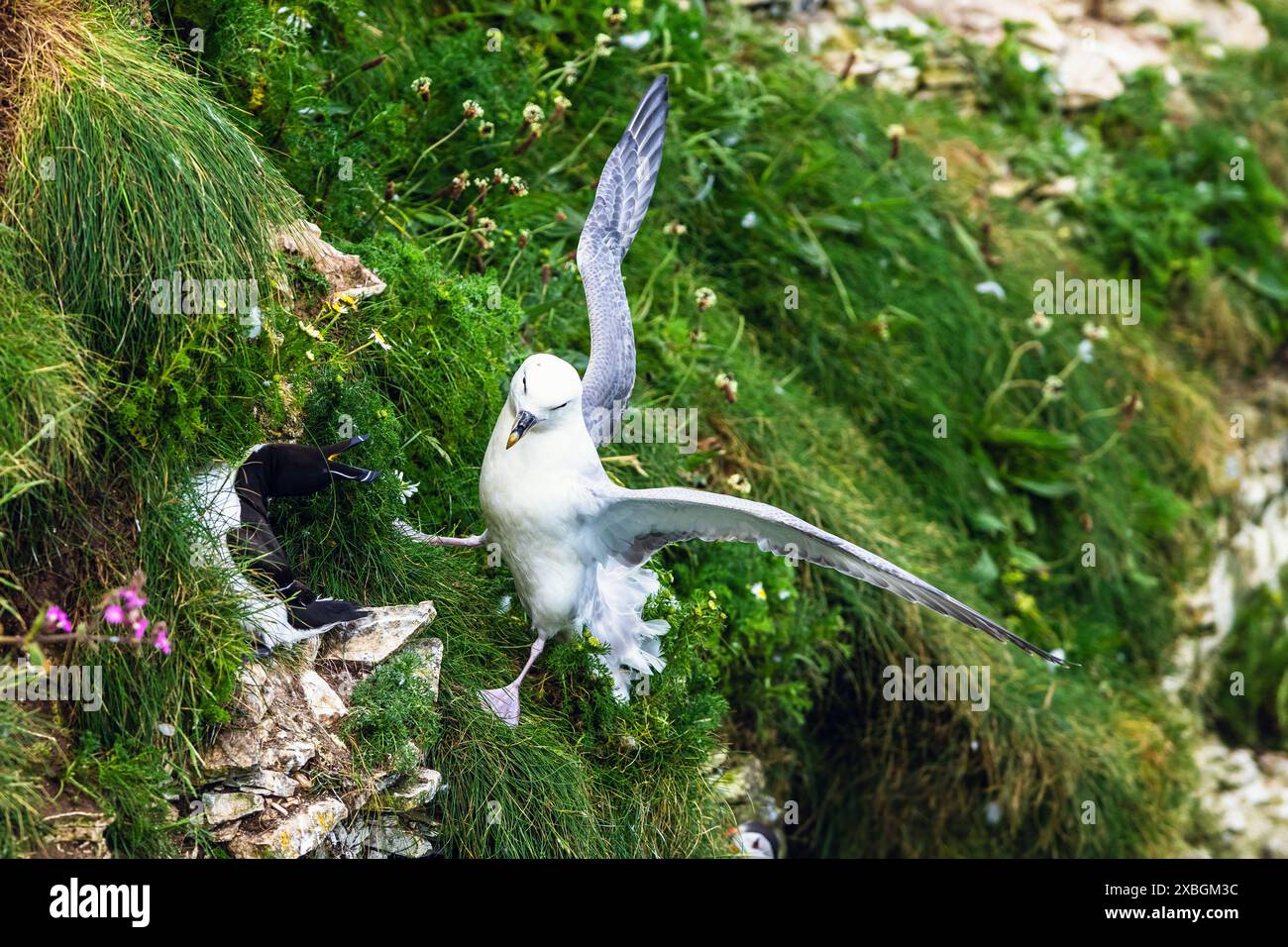 Northern Fulmar, Fulmarus glazialis und Razorbill, ALCA Torda, Vögel auf Klippen, Bempton Cliffs, North Yorkshire, England Stockfoto