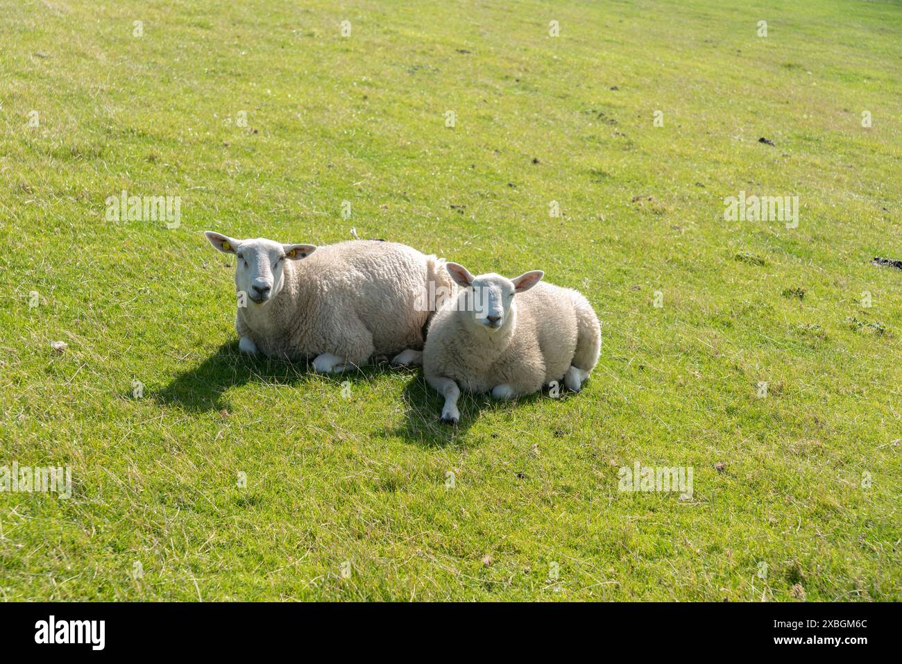 Zoologie / Tiere, Säugetiere / Säugetiere (Säugetiere), Schafe auf dem Deich bei Luettmoorsiel, ADDITIONAL-RIGHTS-CLEARANCE-INFO-NOT-AVAILABLE Stockfoto