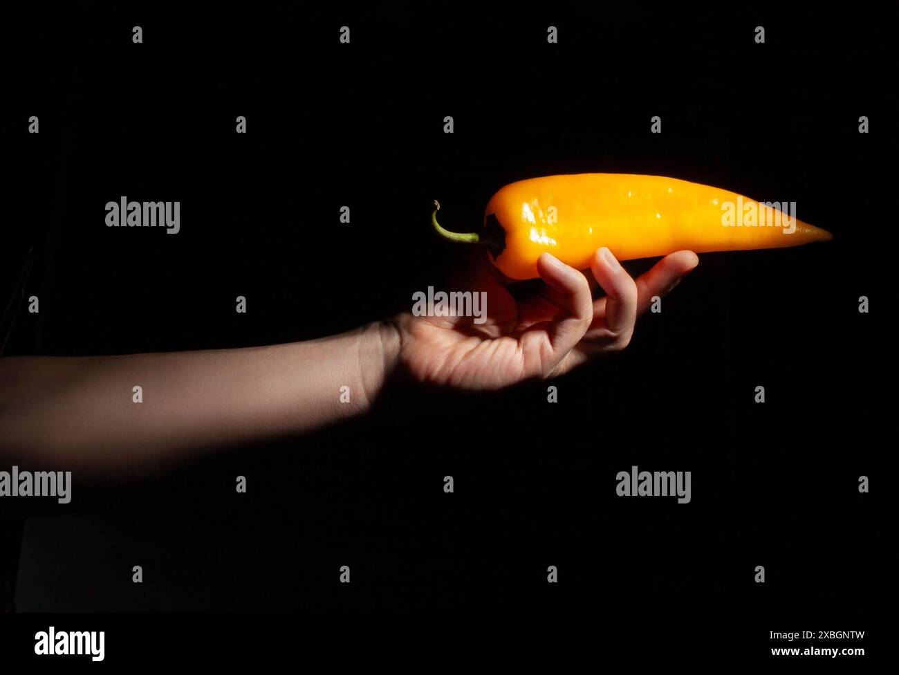 Langer süßer Pfeffer in der Hand auf schwarzem Hintergrund Stockfoto