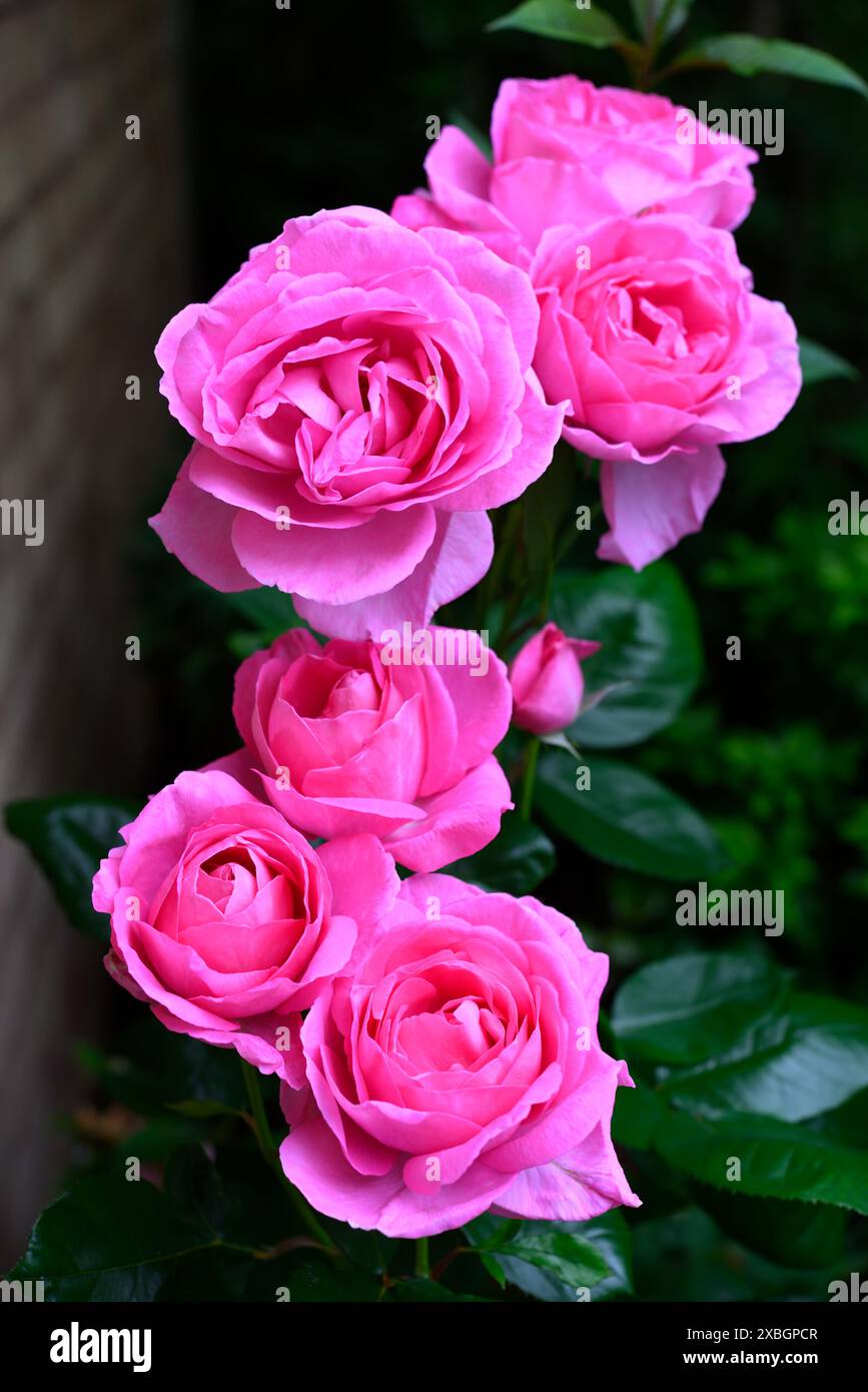 Rosa Rosen in voller Blüte Stockfoto