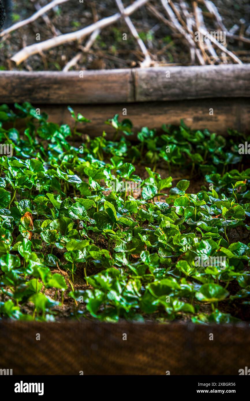 Coffee Plantation, Quindio, Kolumbien Stockfoto