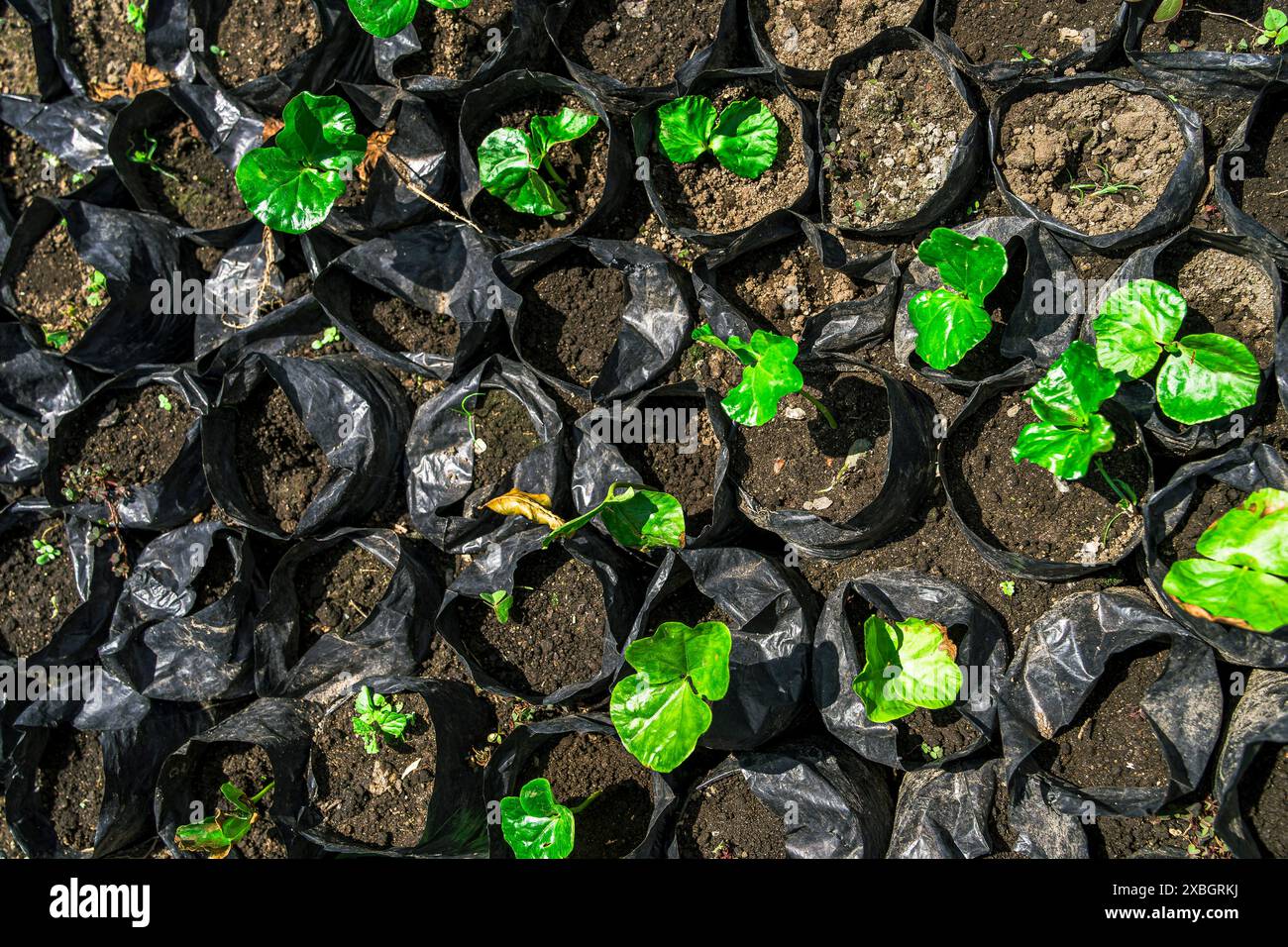 Coffee Plantation, Quindio, Kolumbien Stockfoto