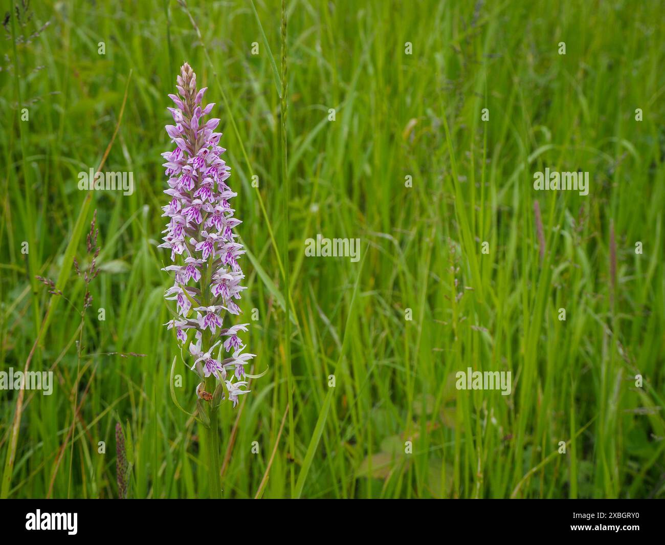 Gemeinsame gefleckte Orchidee Stockfoto