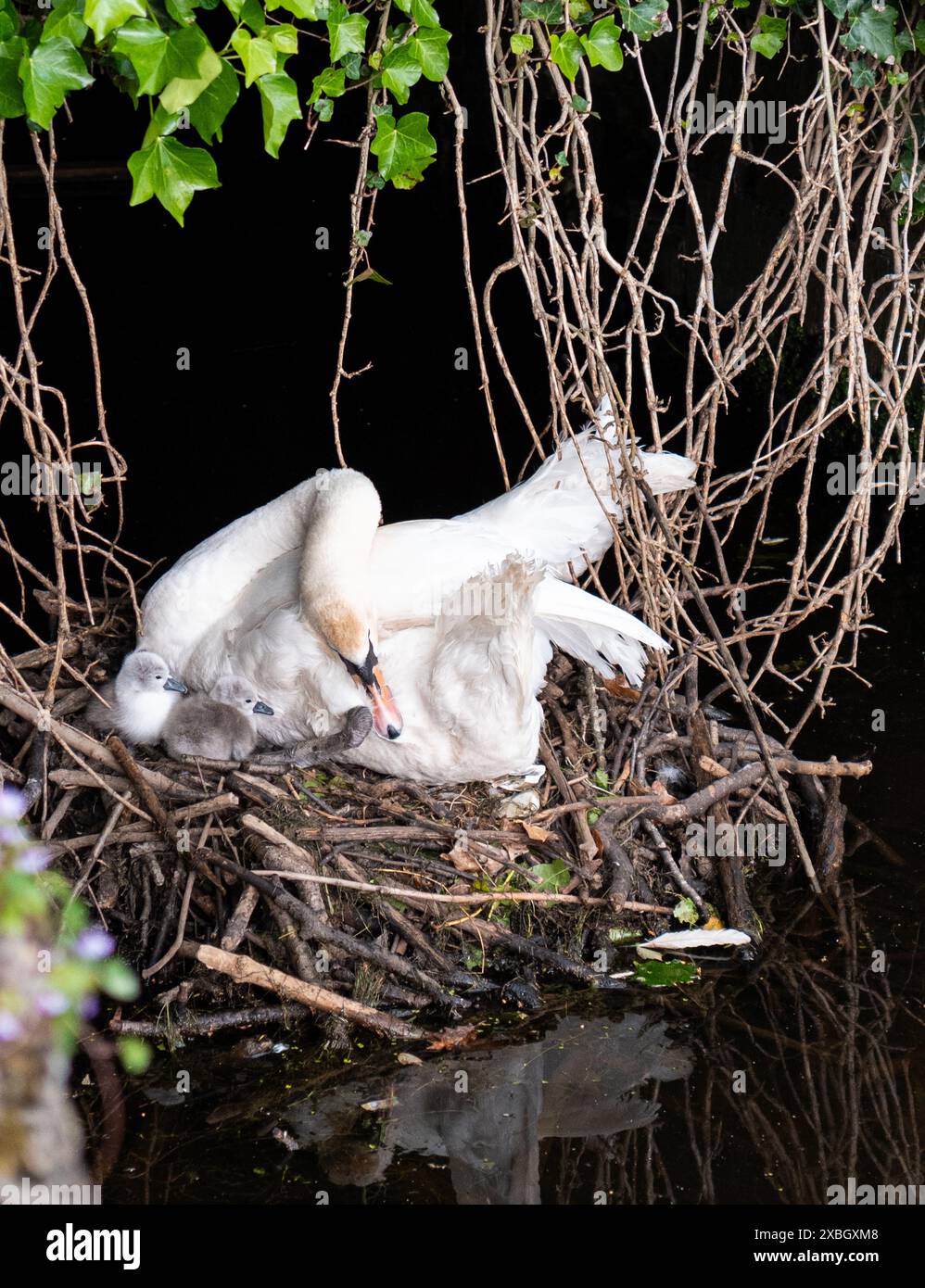 Mutterschwan (cygnus olur) und ihre Cygnets auf ihrem Nest an den Seen von Studley Royal in North Yorkshire, England, Großbritannien. Stockfoto