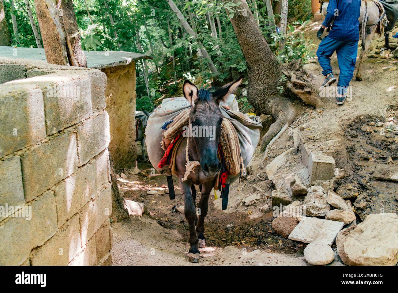 Ein Arbeiter und zwei Esel tragen Baumaterial in einem Dorf. Stockfoto