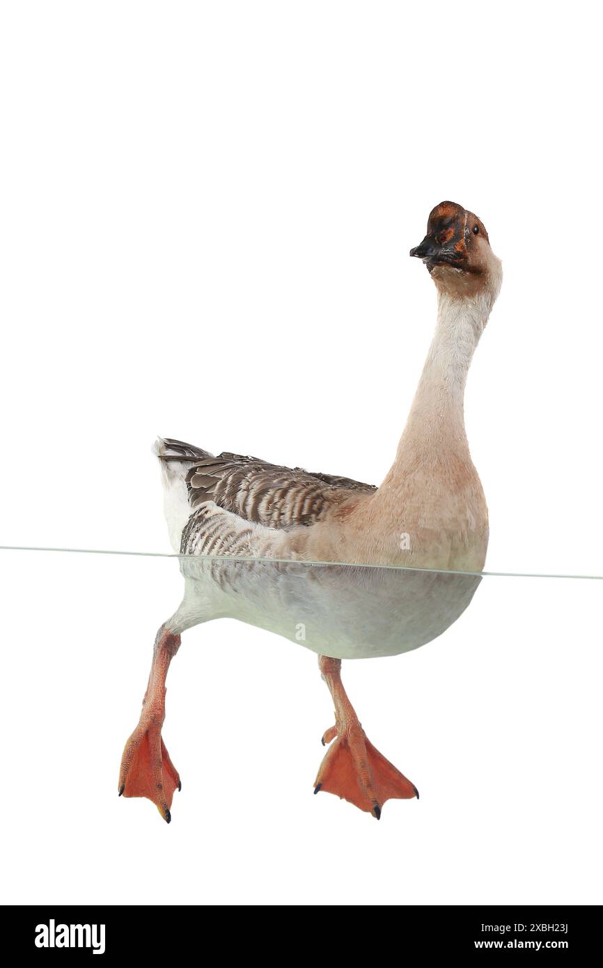 Gänse, die auf Wasser auf weißem Hintergrund schweben Stockfoto