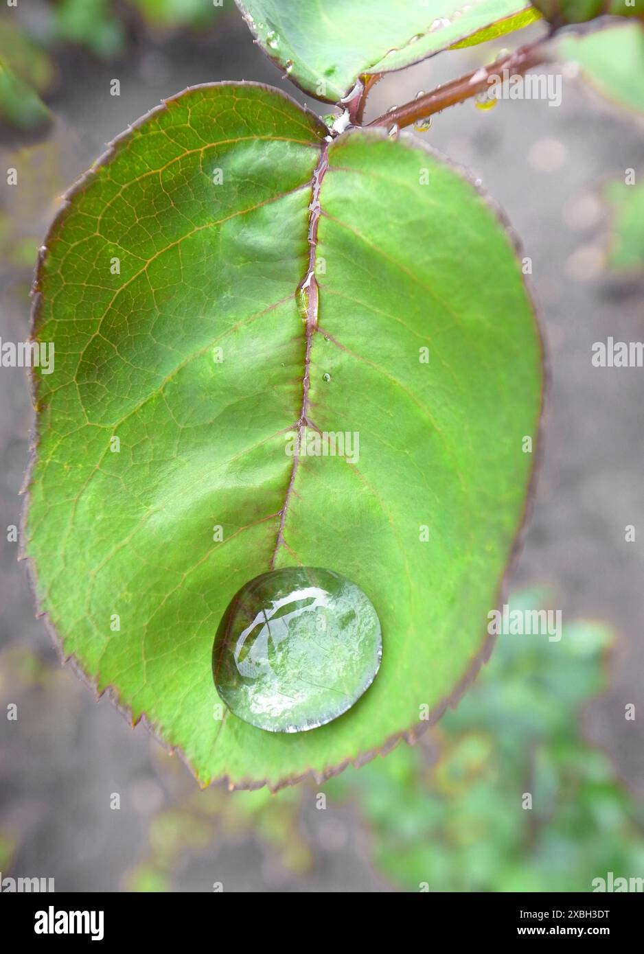 Blatt einer Blume einer Rose mit einem Wassertropfen Stockfoto
